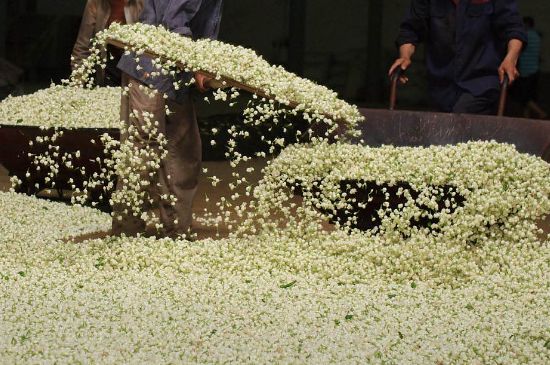 茉莉龍珠怎么做的，茉莉龍珠的制作工藝