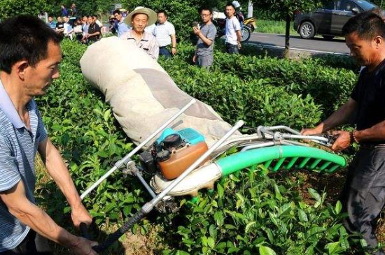 采茶的方法與步驟，如何正確采摘茶葉？