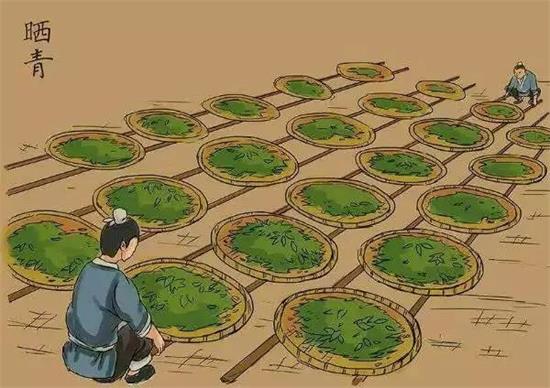 制茶八步驟，制茶工藝流程圖
