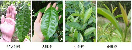 摘茶葉最快的方法，采摘茶葉怎么才能快？