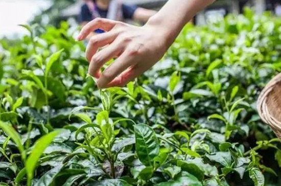 綠茶加工工藝流程圖，綠茶的加工制作包含哪幾個步驟？