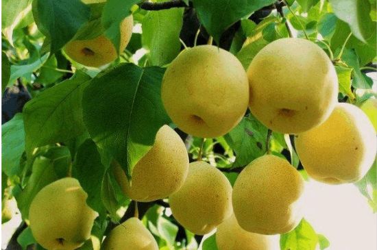 一把真正的本山綠泥壺最低多少錢，什么價(jià)格能買到本山綠泥紫砂壺？