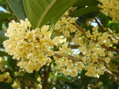 桂花泡茶禁忌，桂花泡水喝的9大禁忌