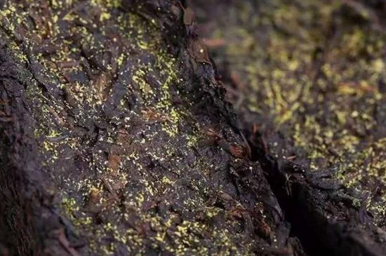 茯磚茶與普洱茶哪個好，茯茶和普洱茶口味區(qū)別