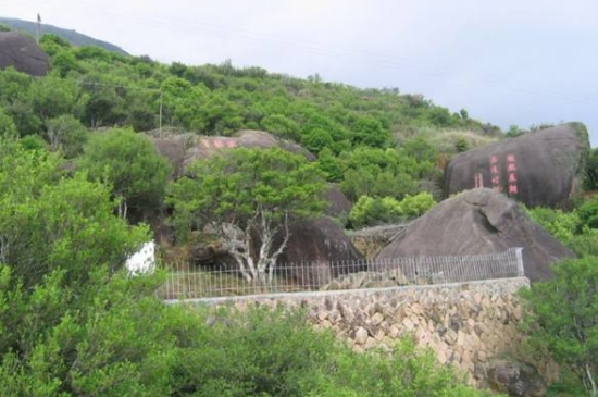 宋種一號價值為什么高，鳳凰單樅宋種1號價格與產(chǎn)量多少？