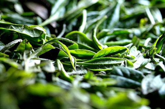 荒野銀針市場(chǎng)價(jià)多少，真正的荒野白毫銀針多少錢？