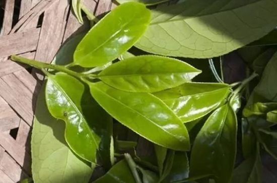 鴨屎香茶哪些人不能飲，什么人不能喝鴨屎香