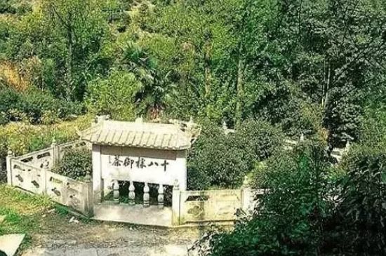 母樹大紅袍給誰喝了，為什么母樹大紅袍叫三棵六株？