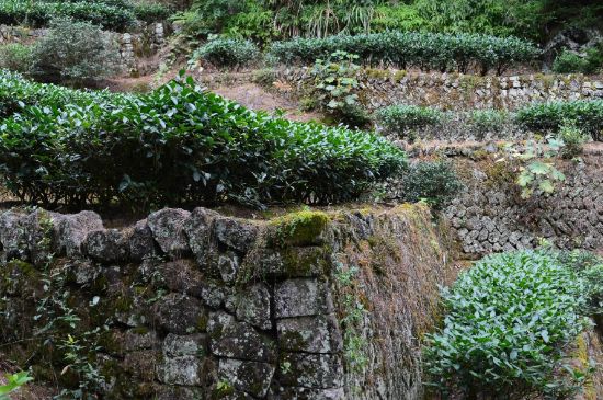 拼配的馬頭巖肉桂，還配叫馬肉嗎？請叫它“馬頭巖大紅袍”