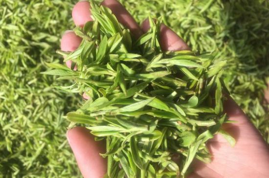 龍井好喝還是毛尖好喝，綠茶是龍井好還是毛尖好？