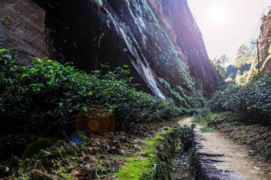 肉桂茶和大紅袍哪個貴，武夷山肉桂與大紅袍的價格比較