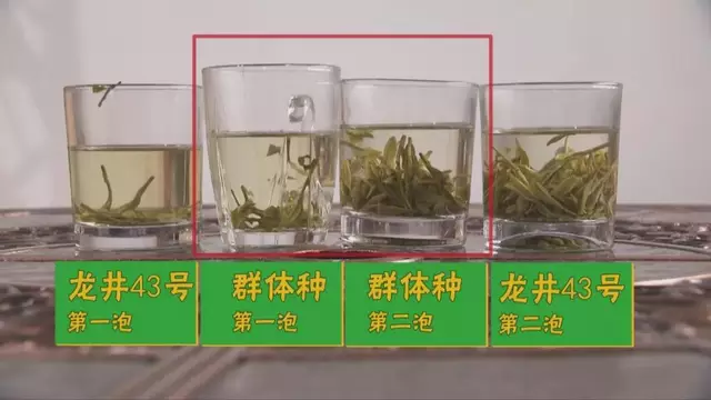 烏牛早和龍井的區(qū)別圖片，龍井43號(hào)和烏牛早茶的對(duì)比