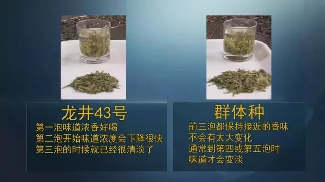 龍井群體種和43號的區(qū)別圖片，龍井43和群體種哪個好喝？