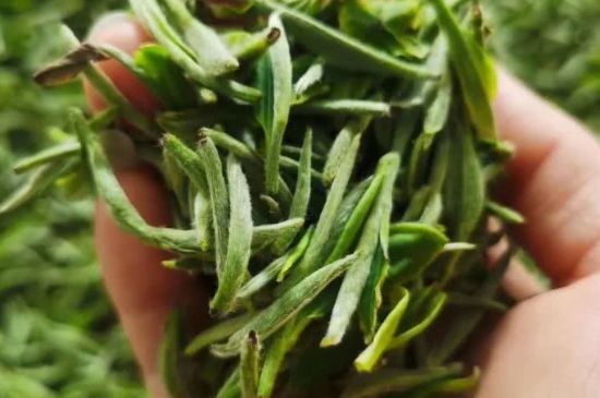 金壇雀舌算不算好茶，金壇雀舌屬于什么檔次茶葉？