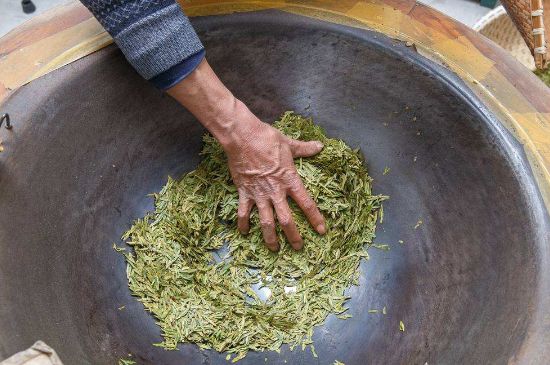 雀舌有一股青草味，雀舌為什么有青草味？