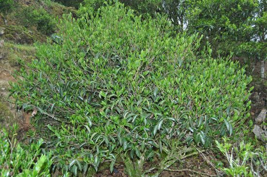 肉桂茶屬于紅茶嗎，牛欄坑肉桂是紅茶還是綠茶？