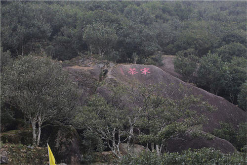 宋種一號價值為什么高，鳳凰單樅宋種1號價格與產(chǎn)量多少？