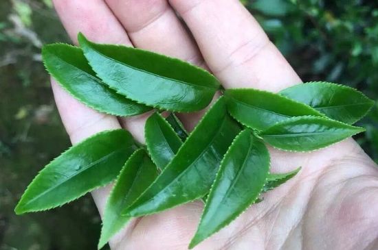 鋸朵仔跟鴨屎香哪個貴，鋸朵子和鴨屎香哪個好喝？