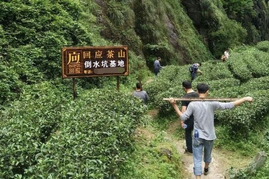 300塊錢的金駿眉能喝嗎，兩三百多金駿眉和一千多區(qū)別