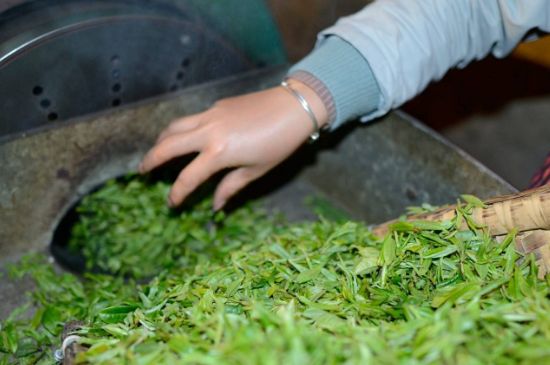 雀舌有一股青草味，雀舌為什么有青草味？