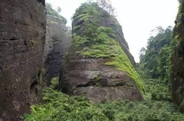 武夷山為什么盛產(chǎn)茶葉，武夷山茶為什么好喝？