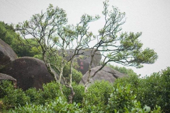 宋種一號價值為什么高，鳳凰單樅宋種1號價格與產(chǎn)量多少？