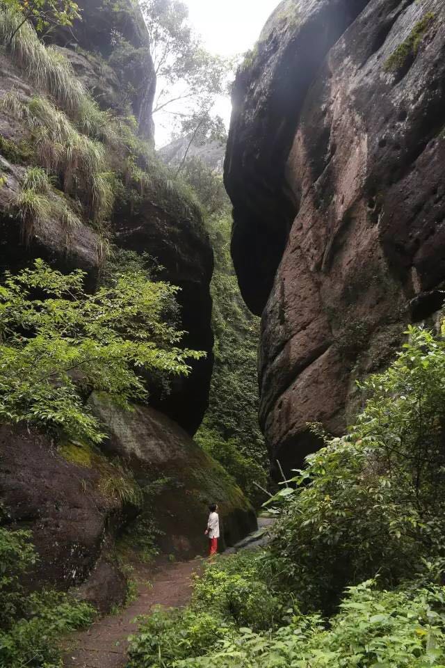 武夷山為什么盛產(chǎn)茶葉，武夷山茶為什么好喝？