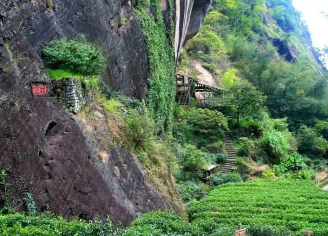 武夷山為什么盛產(chǎn)茶葉，武夷山茶為什么好喝？