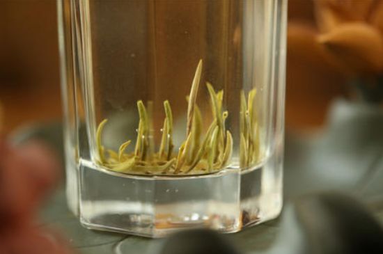 踏雪蘭妃是什么茶，踏雪蘭妃是哪里的茶葉?