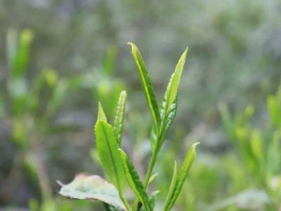六安瓜片的功效與禁忌，六安瓜片適合什么人喝