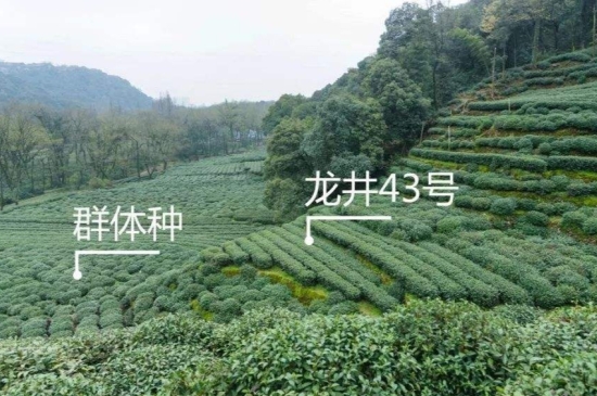 43號(hào)龍井屬于好茶嗎，龍井茶43號(hào)是什么意思？