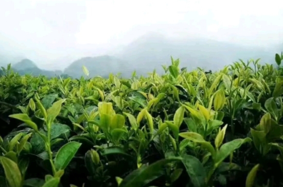 一天3杯紅茶抗癌，常飲紅茶對身體有好處！