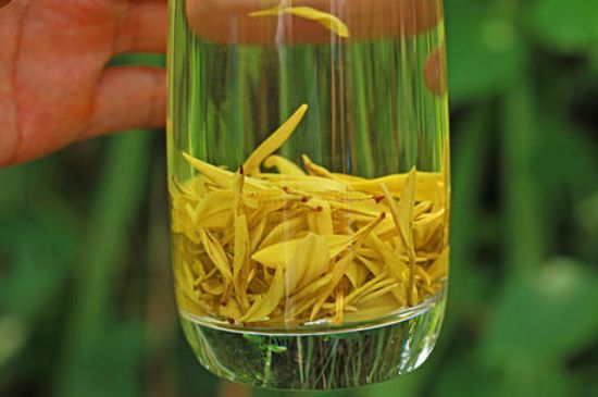 茶中奇葩黃金芽，安吉白茶中黃金芽的特點(diǎn)