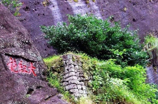 宋種一號價值為什么高，鳳凰單樅宋種1號價格與產(chǎn)量多少？