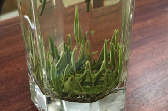 竹葉青和雀舌哪個貴，竹葉青茶貴嗎？