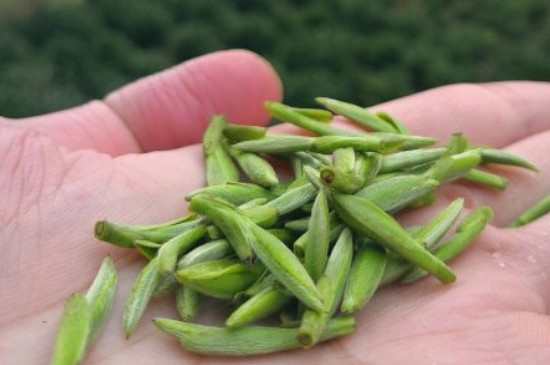 什么綠茶茶葉唇齒留香，哪個品種綠茶香氣好？