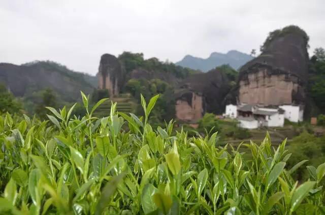 武夷山為什么盛產(chǎn)茶葉，武夷山茶為什么好喝？