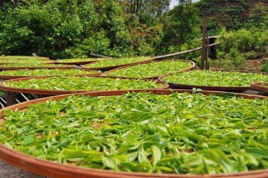 單叢茶十大香型以及常見品種大全，潮安鳳凰單樅十大名香歸類