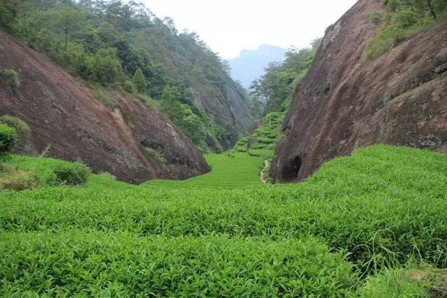 武夷山為什么盛產(chǎn)茶葉，武夷山茶為什么好喝？