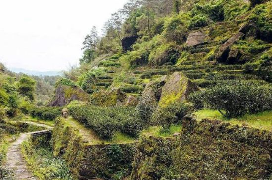 肉桂茶和大紅袍哪個貴，武夷山肉桂與大紅袍的價格比較