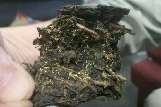 伏茶里的金花是黃曲霉素嗎，金花茯茶里的是什么菌