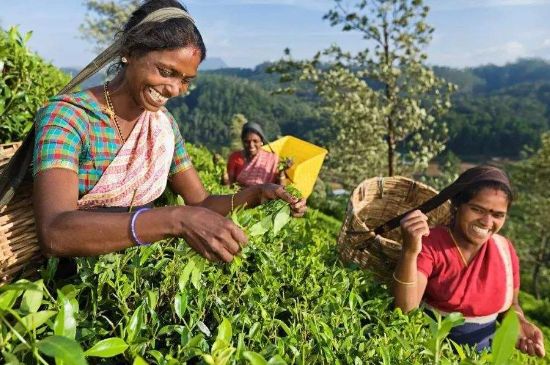 中國最好紅茶排名，中國最著名的十大紅茶