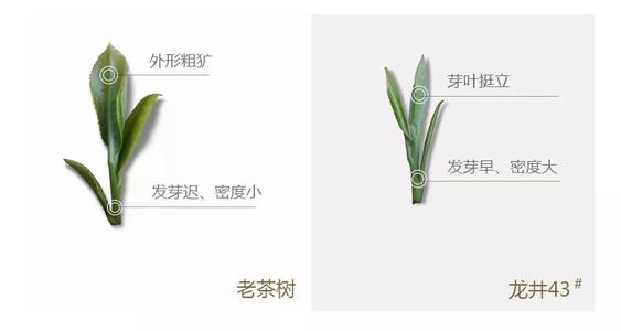 43號(hào)龍井屬于好茶嗎，龍井茶43號(hào)是什么意思？