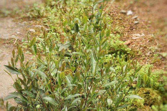 大紅袍四大品種有哪些，大紅袍的種類和著名品種特點(diǎn)介紹