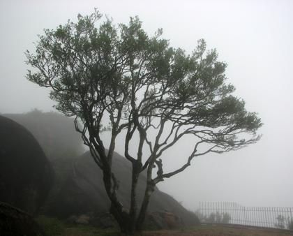 宋種一號價值為什么高，鳳凰單樅宋種1號價格與產(chǎn)量多少？