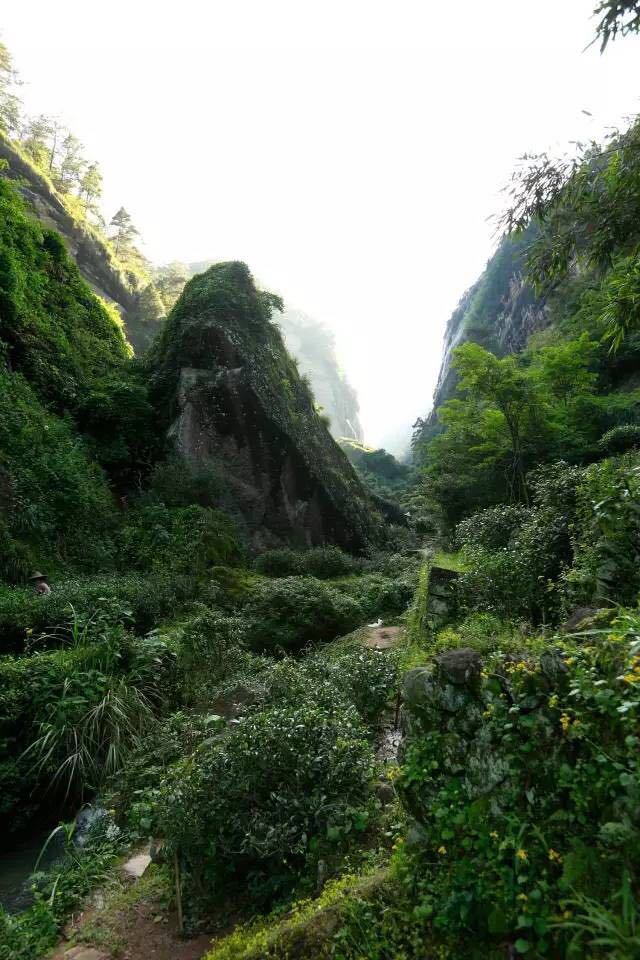 武夷山為什么盛產(chǎn)茶葉，武夷山茶為什么好喝？