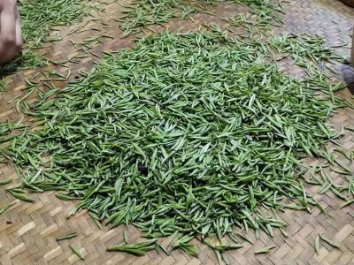 金駿眉幾年可以算陳茶，金駿眉新茶好還是老茶