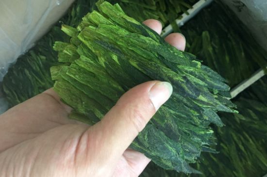 什么綠茶味道濃香，那個(gè)綠茶比較濃香？