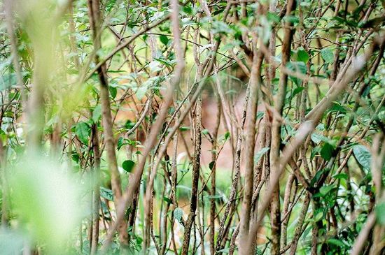 荒野銀針有什么特點(diǎn)，荒野銀針的味道口感咋樣？