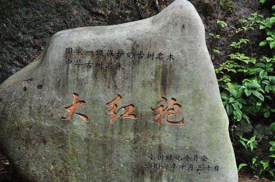 母樹大紅袍給誰喝了，為什么母樹大紅袍叫三棵六株？